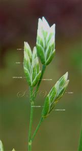  Spikelets